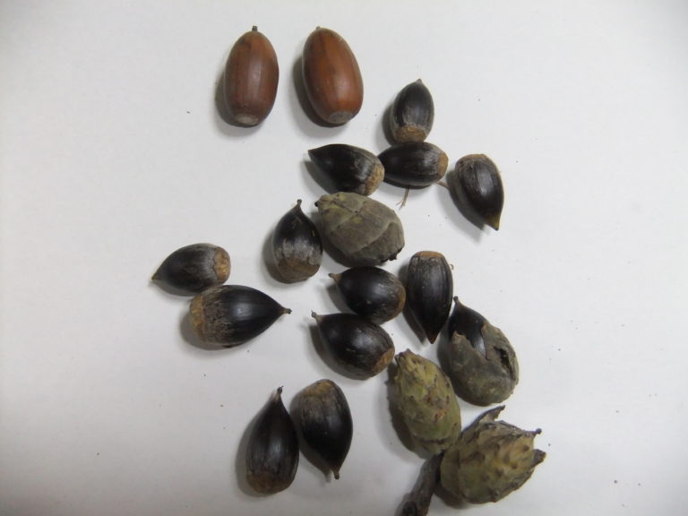 椎の実の食べ方 椎の実と食べられないドングリの見分け方 おちらといこう